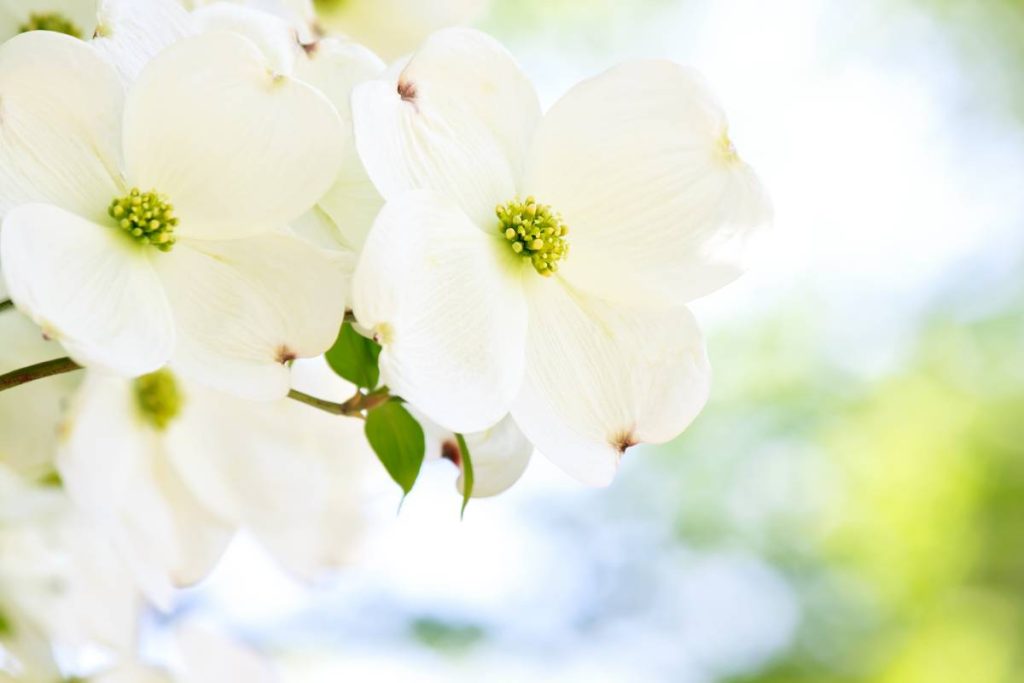 Fleur cornouiller blanche